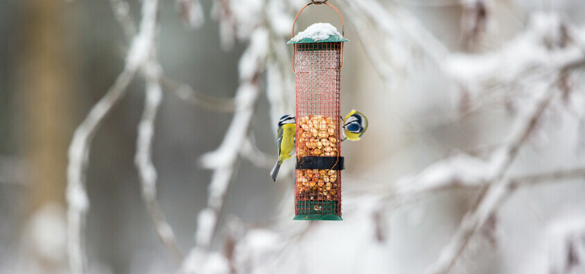 Canmore residents must remove bird feeders by April 1 each year.
