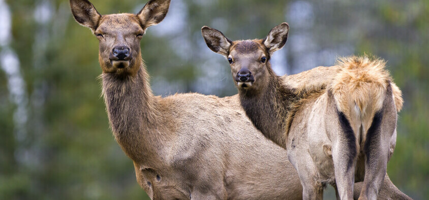 Always give elk space.