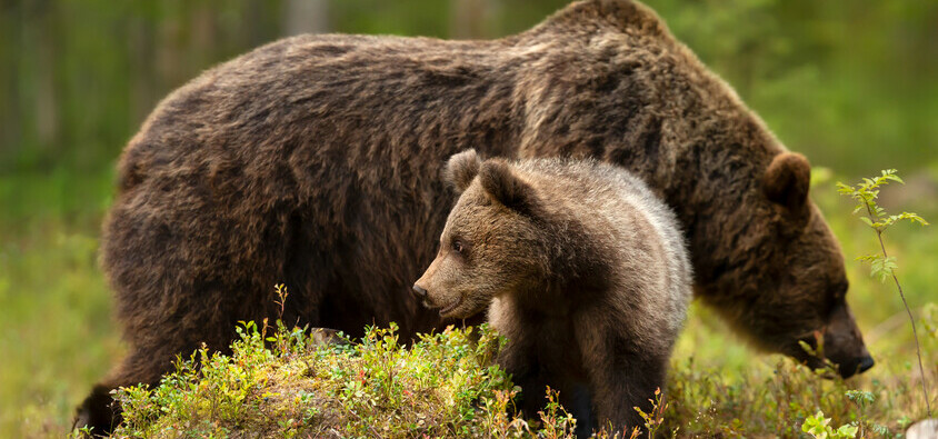 Coexistence with wildlife takes thoughtful, collaborative planning