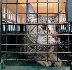 Picture of found mackerel tabby cat