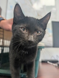 Photo of a black cat found on August 7, 2025.